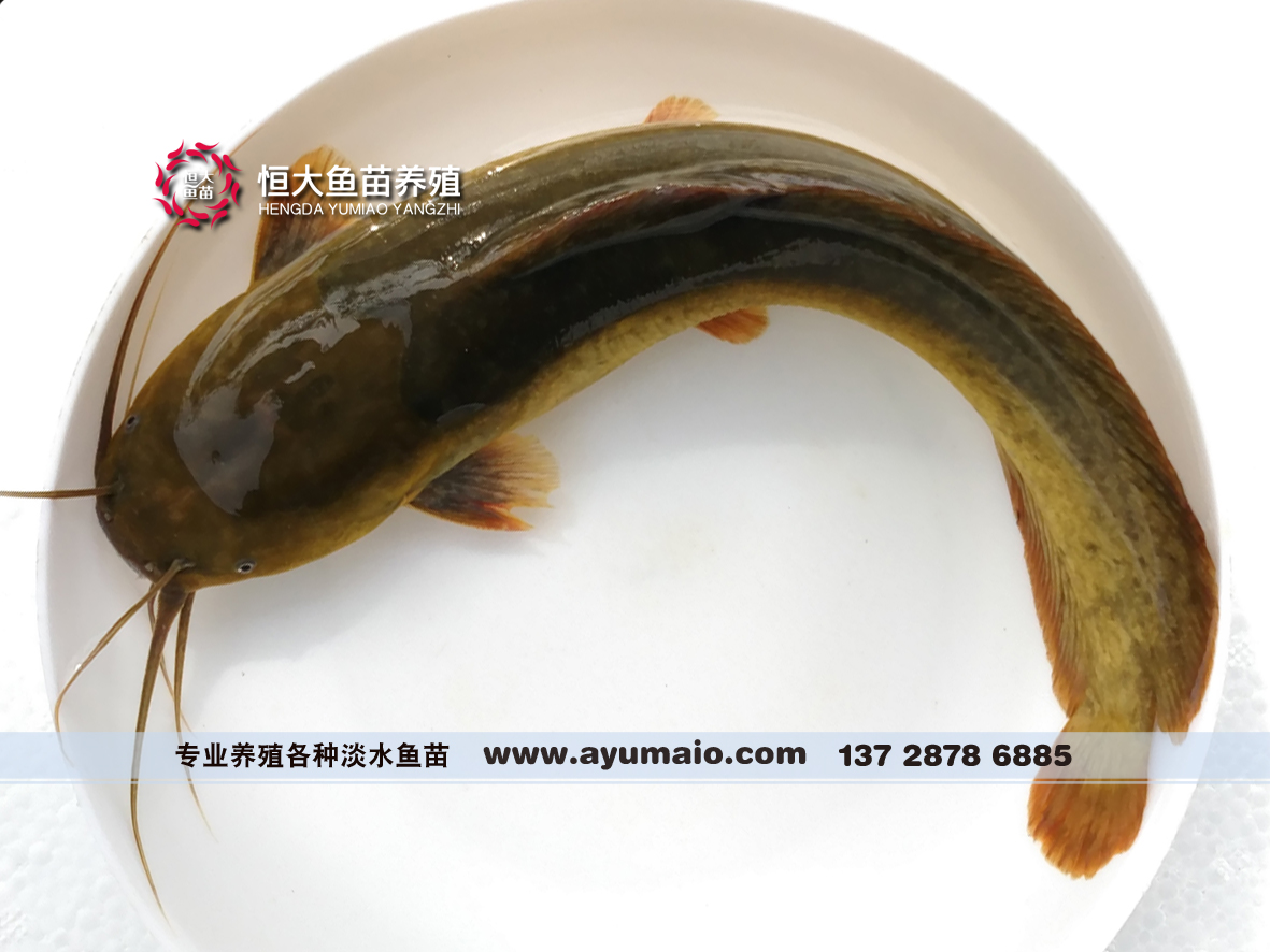 248.胡子鲇-中国南方淡水鱼类-图片