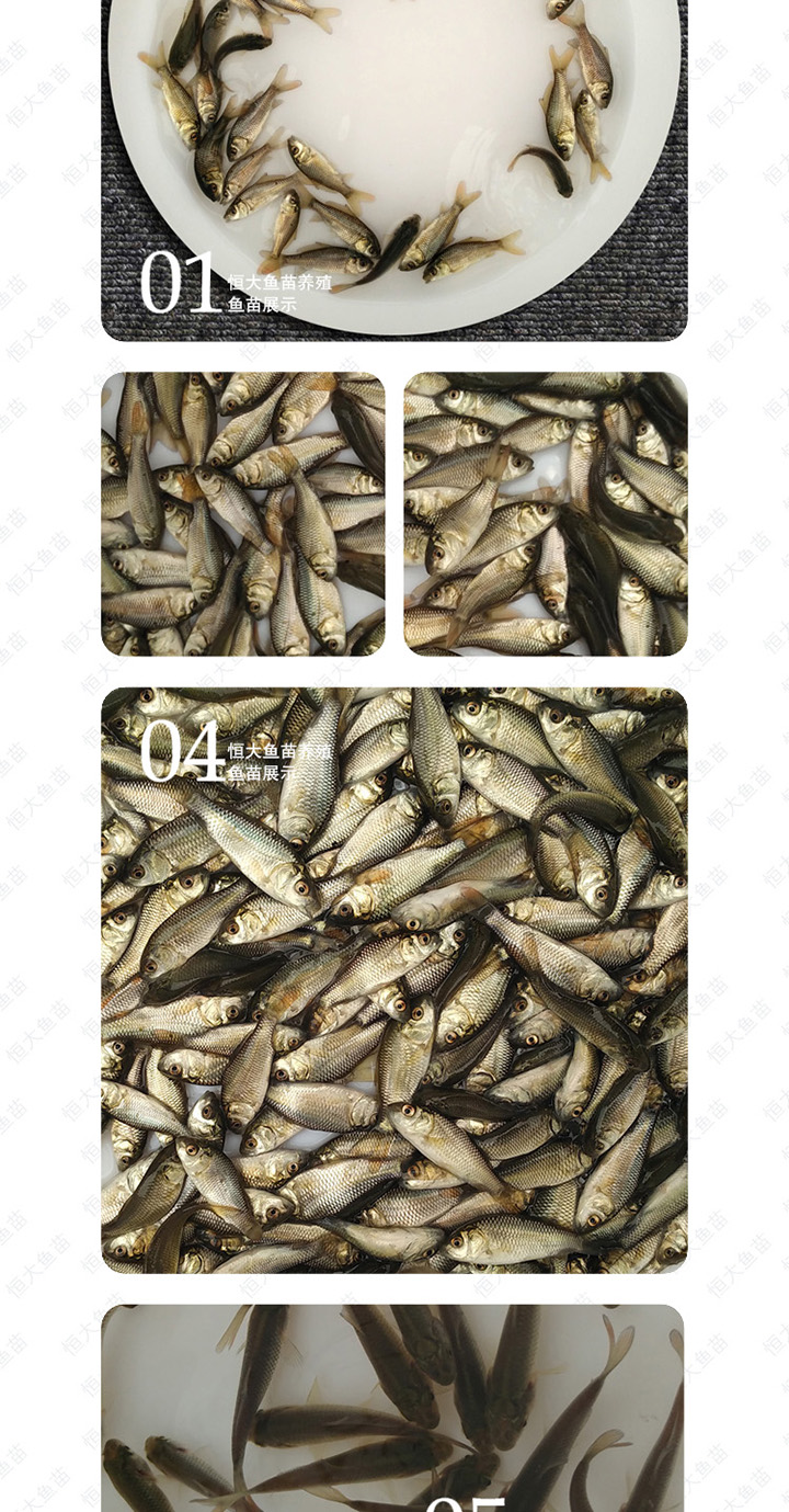 鲤鱼 湘云鲤 丰鲤