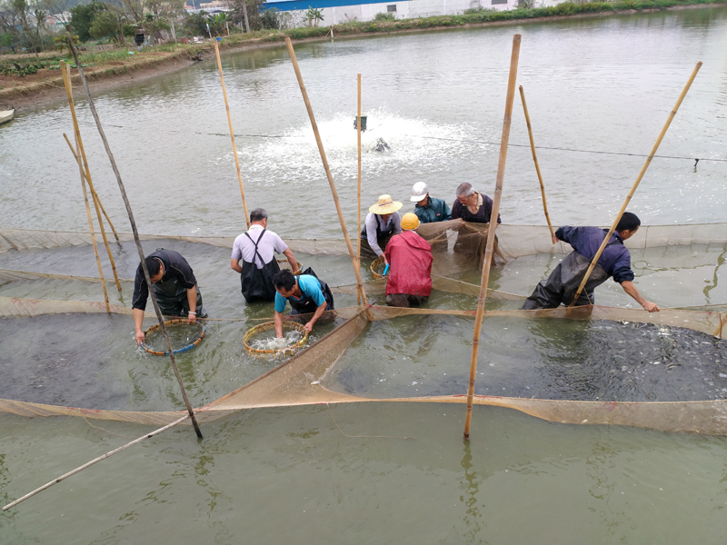 基地展示 - 江门恒大鱼苗养殖基地